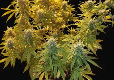 Girl Scout Cookies