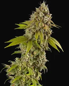 Girl Scout Cookies Auto