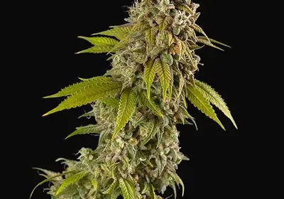 Girl Scout Cookies Auto