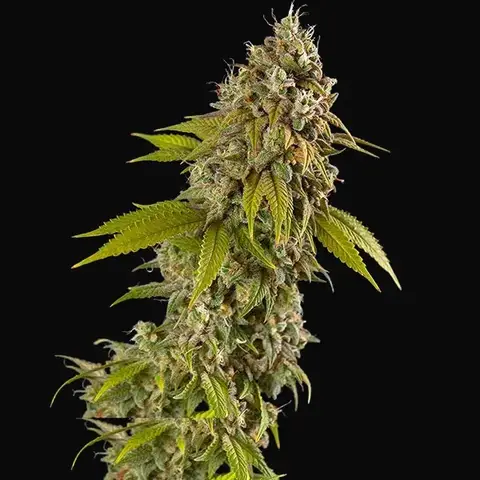Girl Scout Cookies Auto