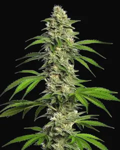 Girl Scout Cookies Autoflower