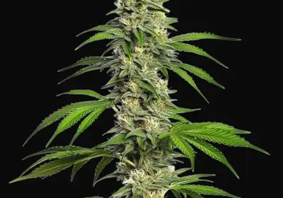 Girl Scout Cookies Autoflower