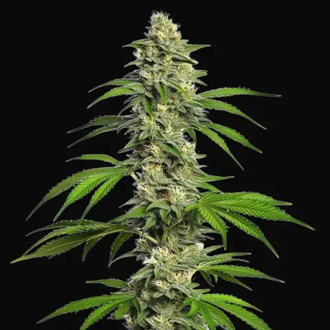 Girl Scout Cookies Autoflower