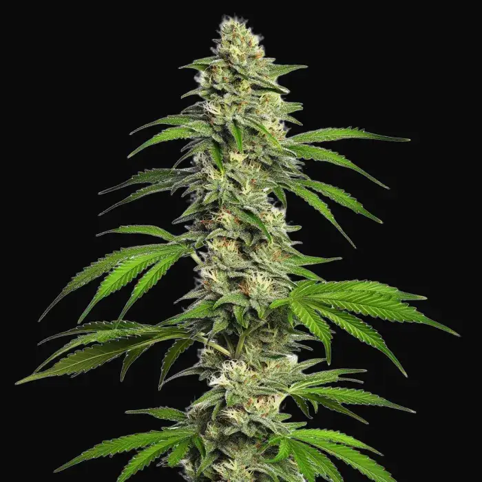 Girl Scout Cookies Autoflower