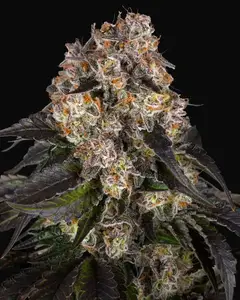 Girl Scout Cookies