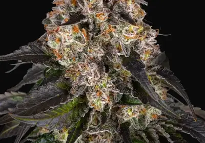 Girl Scout Cookies