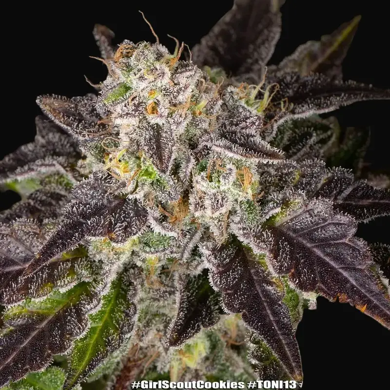 Girl Scout Cookies — zdjęcie 3