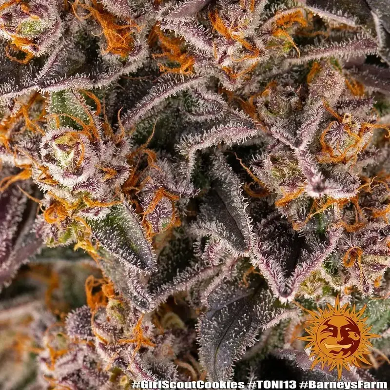 Girl Scout Cookies — zdjęcie 4