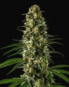 Girl Scout Cookies