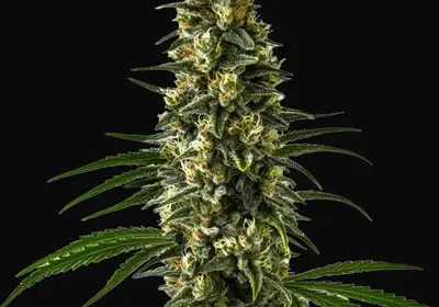 Girl Scout Cookies