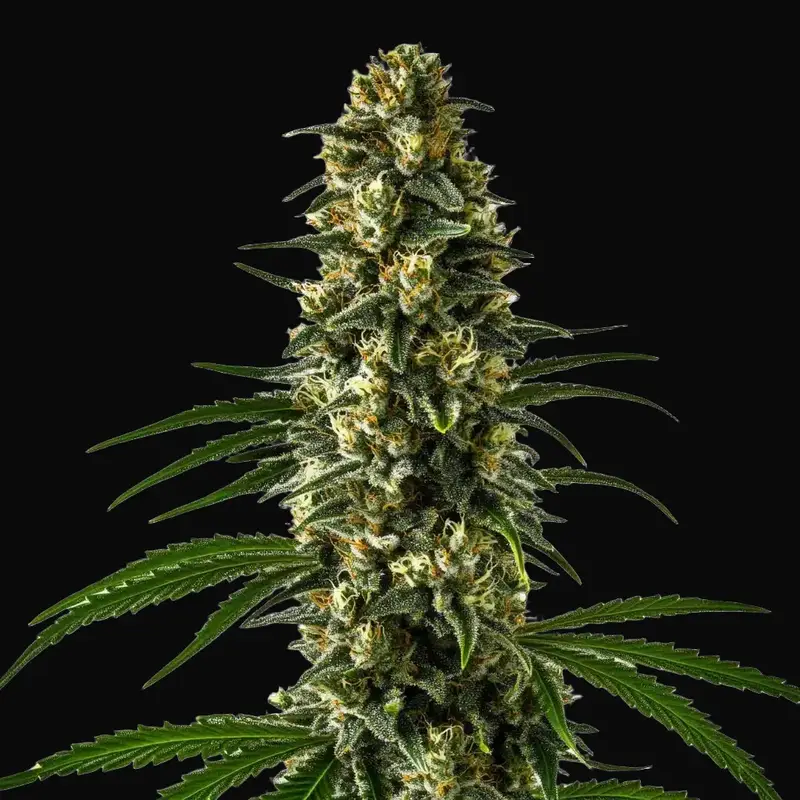 Girl Scout Cookies
