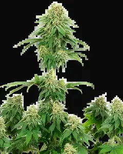 Girl Scout Cookies Feminized
