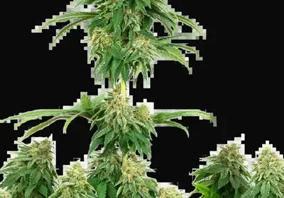 Girl Scout Cookies Feminized