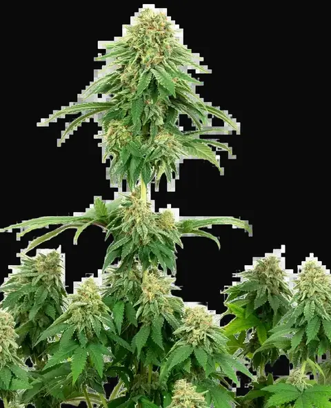 Girl Scout Cookies Feminized