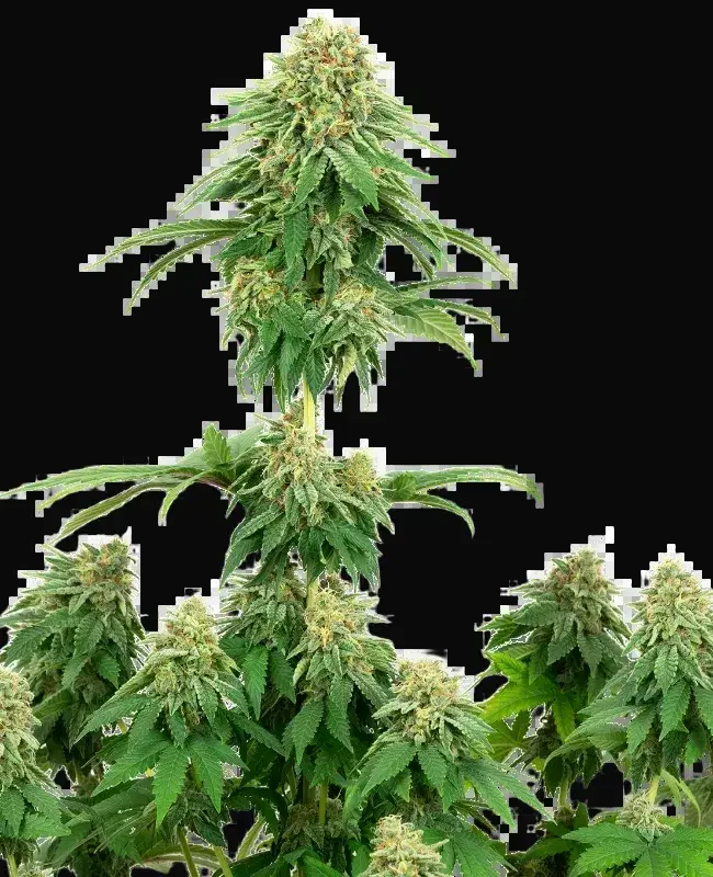 Girl Scout Cookies Feminized