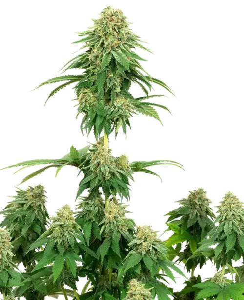 Girl Scout Cookies Feminized
