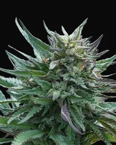 Girl Scout Cookies
