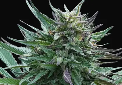 Girl Scout Cookies