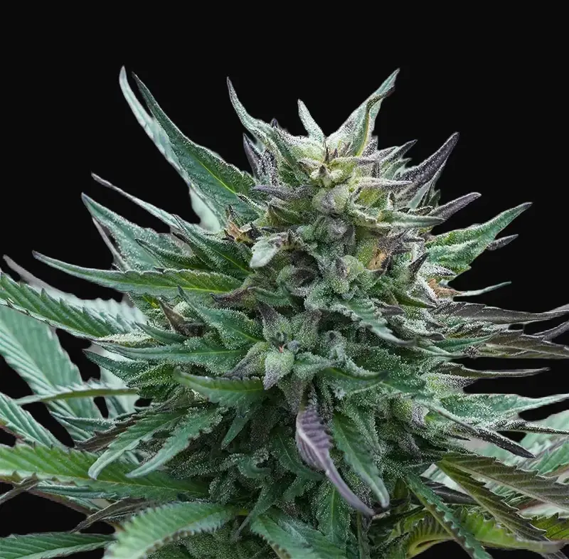 Girl Scout Cookies
