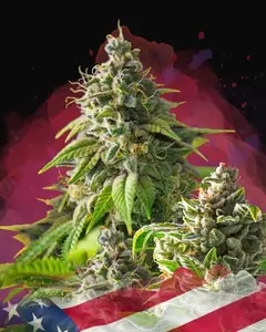 Girl Scout Cookies