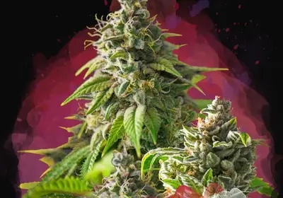 Girl Scout Cookies