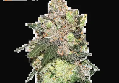 Girl Scout Cookies