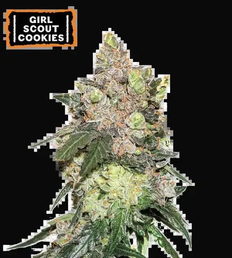 Girl Scout Cookies