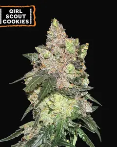 Girl Scout Cookies