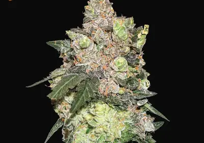 Girl Scout Cookies