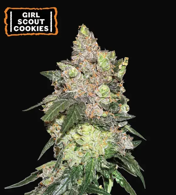 Girl Scout Cookies
