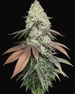 Girl Scout Cookies