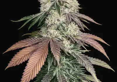 Girl Scout Cookies