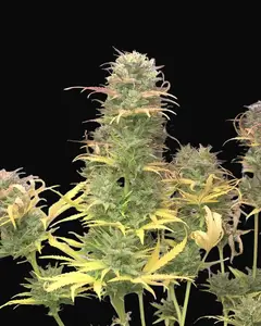Girl Scout Kush Auto