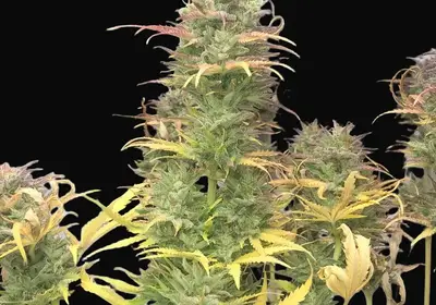 Girl Scout Kush Auto