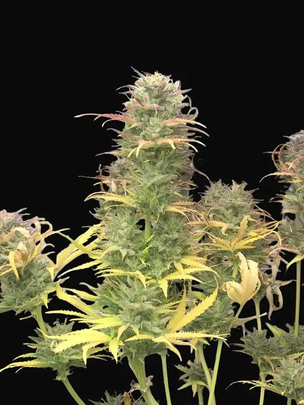 Girl Scout Kush Auto