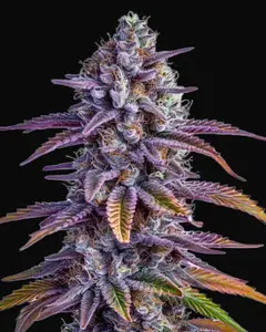 Glookies Auto