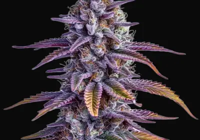 Glookies Auto