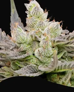 Glowberry Rush Auto