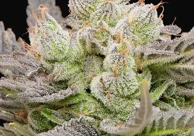 Glowberry Rush Auto