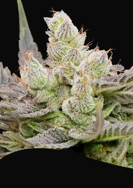 Glowberry Rush Auto