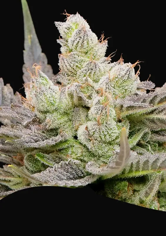 Glowberry Rush Auto