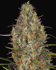 Glue Gelato Auto