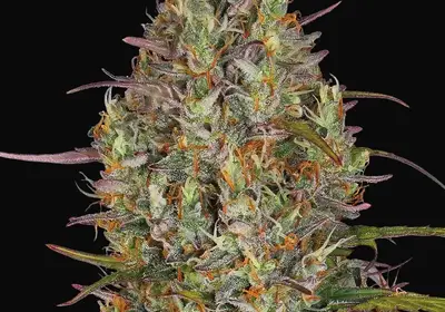 Glue Gelato Auto