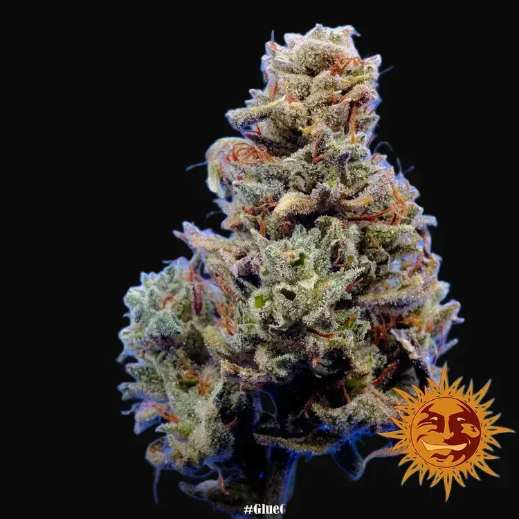 Glue Gelato Auto — zdjęcie 5