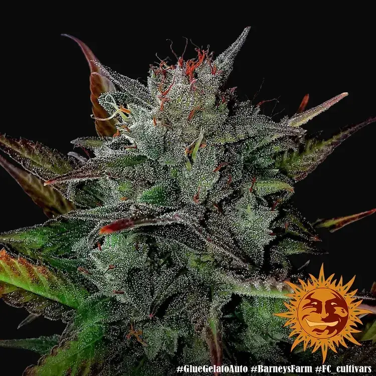 Glue Gelato Auto — zdjęcie 3