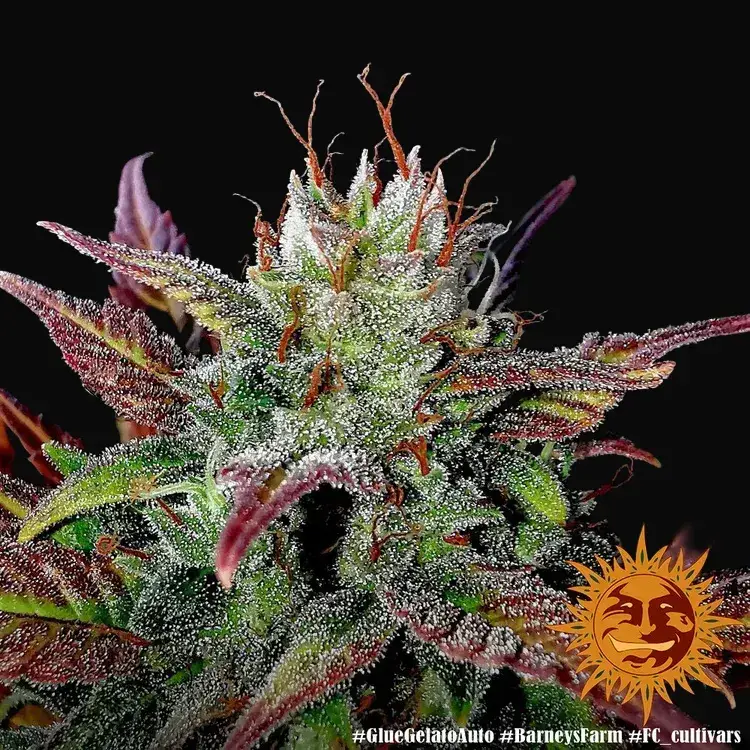 Glue Gelato Auto — zdjęcie 4