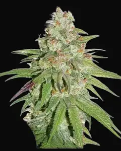 Glueberry O.G.