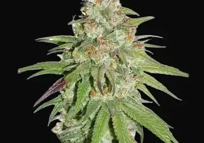 Glueberry O.G.