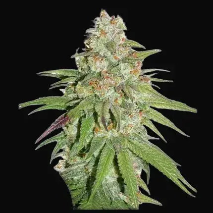 Glueberry O.G.
