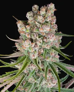 GMO Auto
